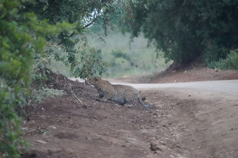 A leopard on the road near Nairobi, Kenya