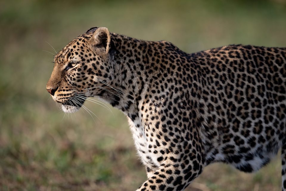 A leopard in the Maasai Mara, Kenya, Africa.