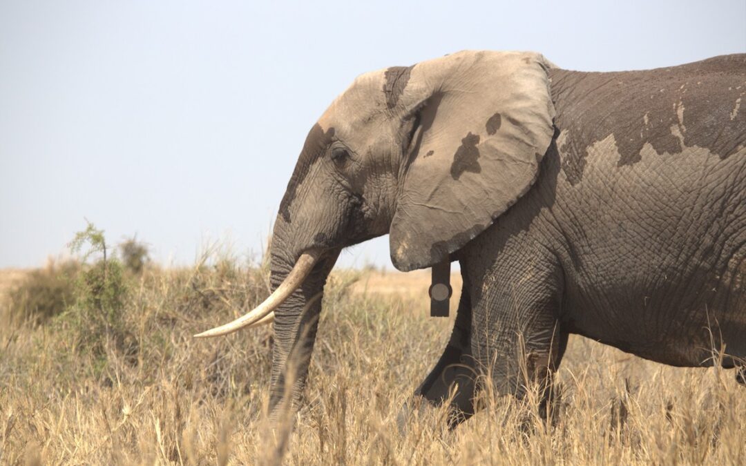 Women in Travel: A Q&A with Dr. Cynthia Moss, Amboseli National Park’s Elephant Doyenne in Kenya