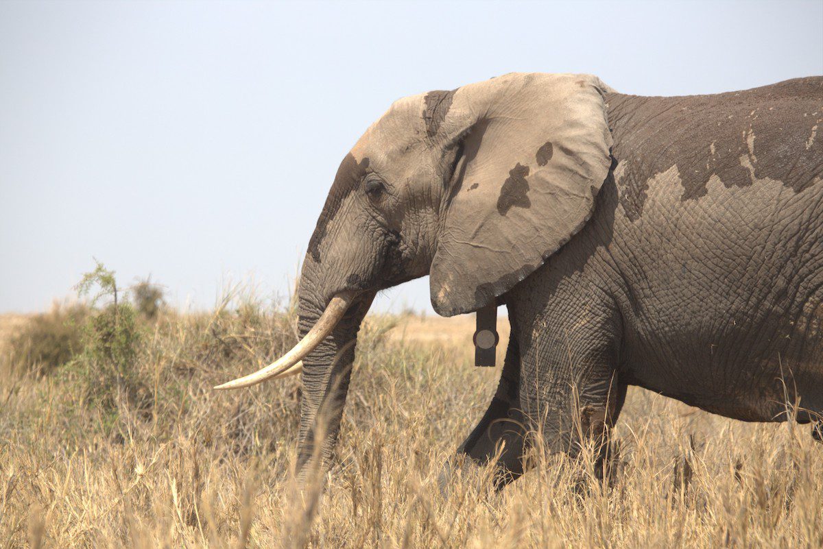 An elephant walks through Amboseli National Park in Kenya