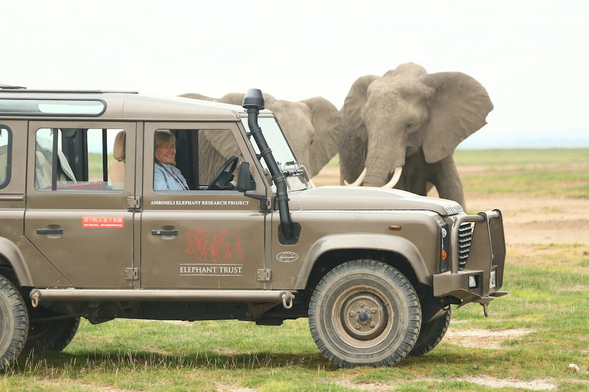 Elephants walk around a jeep in Amboseli National Park