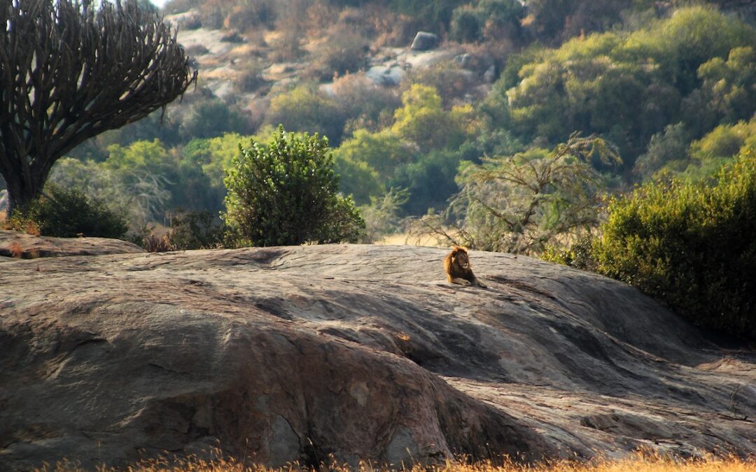 How to Plan Your Dream Safari in Tanzania