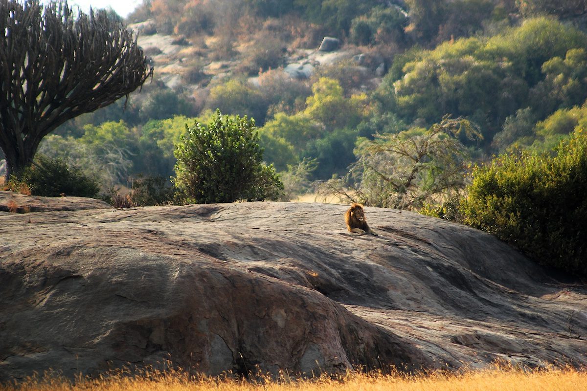 A lion lays on a rock in a safari in Tanzania