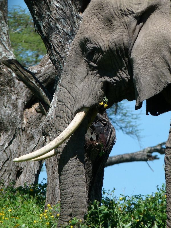 An elephant on seen on a safari in Tanzania.