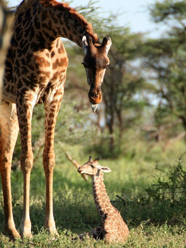 A giraffe with her baby on seen on a safari in Tanzania.