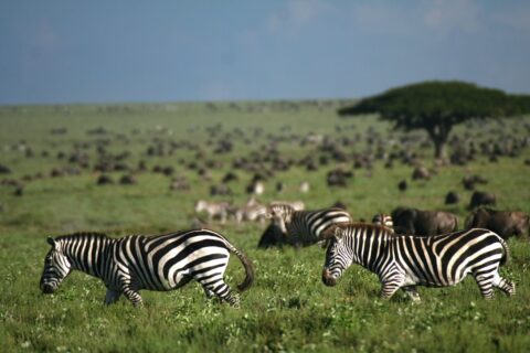 safari travel tips