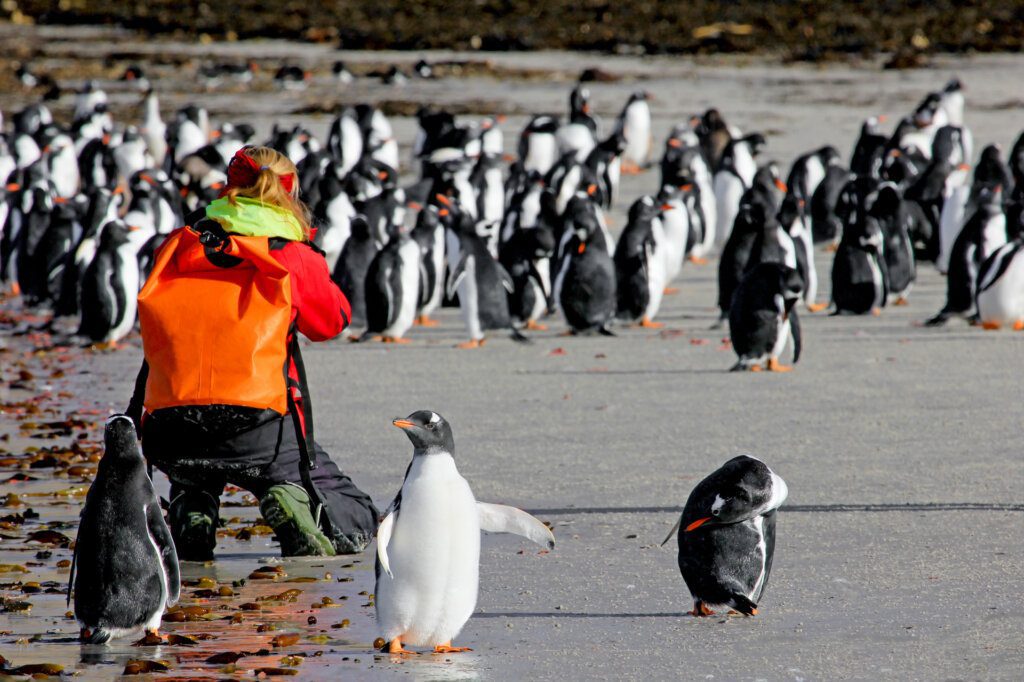 Antarctica - South Georgia & Falkland Islands - Wild Women Expeditions