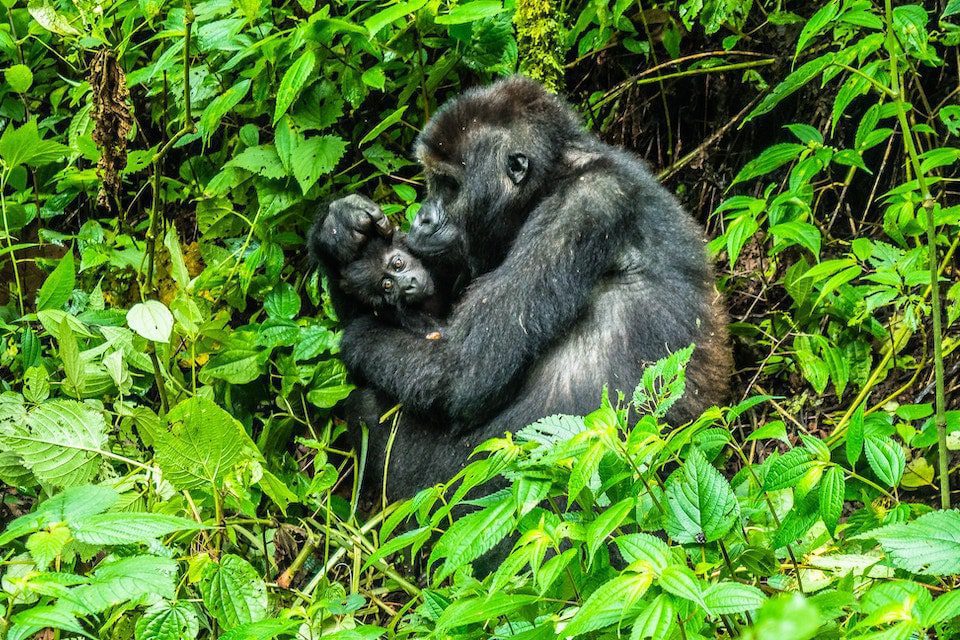 Gorilla mother with her new baby. Amazing gorilla trekking through the Congo to see the Eastern Lowland gorillas.