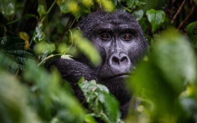 Women in Travel: Gladys and the Mountain Gorillas in Uganda