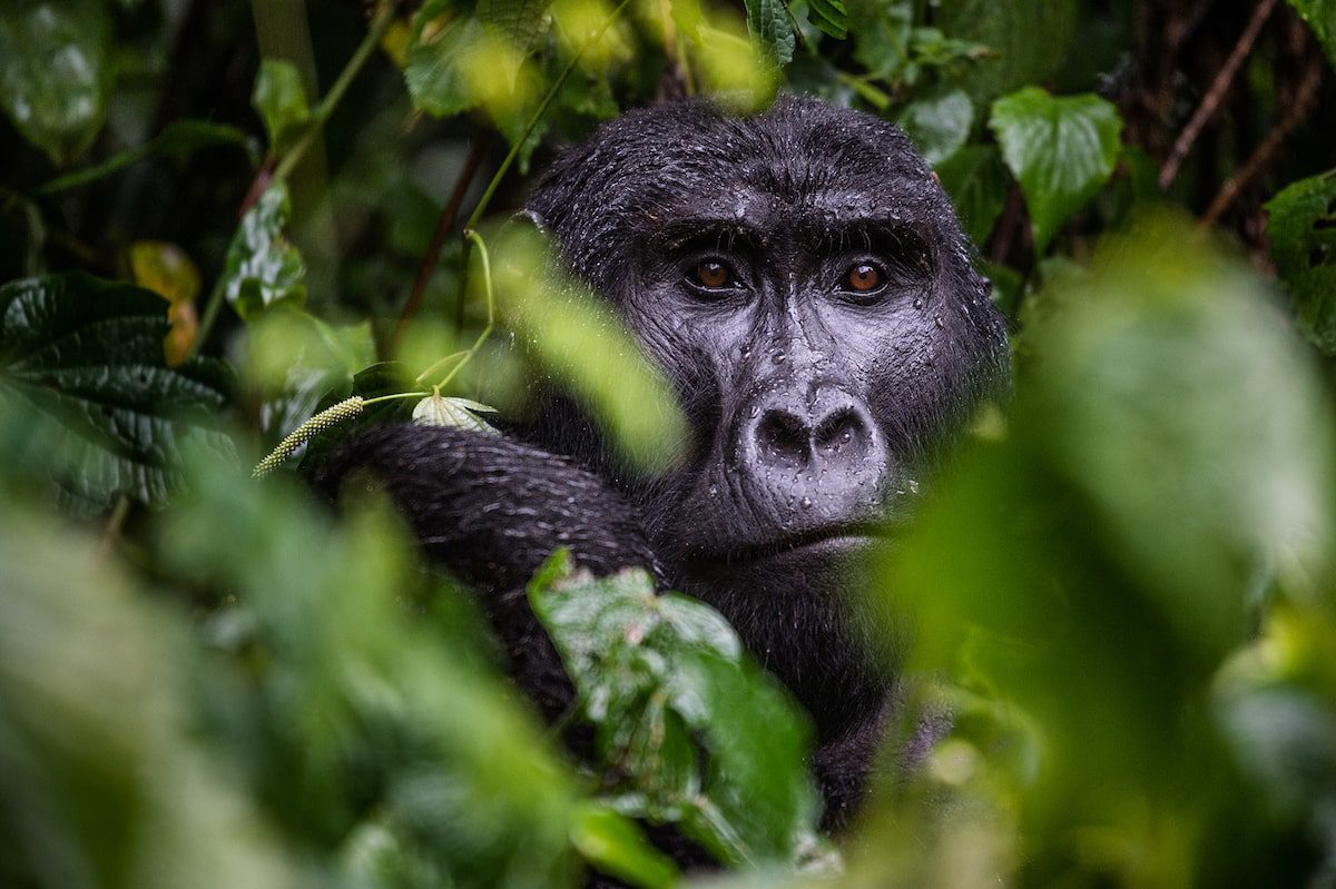 Adult black back gorilla in Bwindi Impenetrable National Park