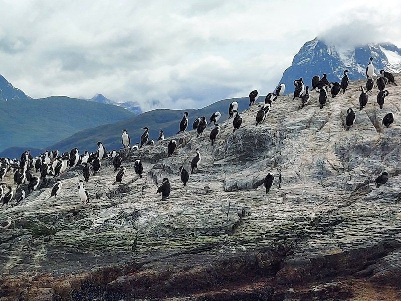 Magellenic Penguins seen from an expedition ship heading to Antarctica