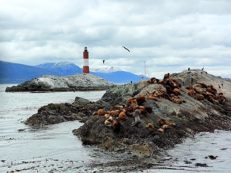 Sea lions basking on the rocks in front of a light house in Ushuaia, heading to Antarctica