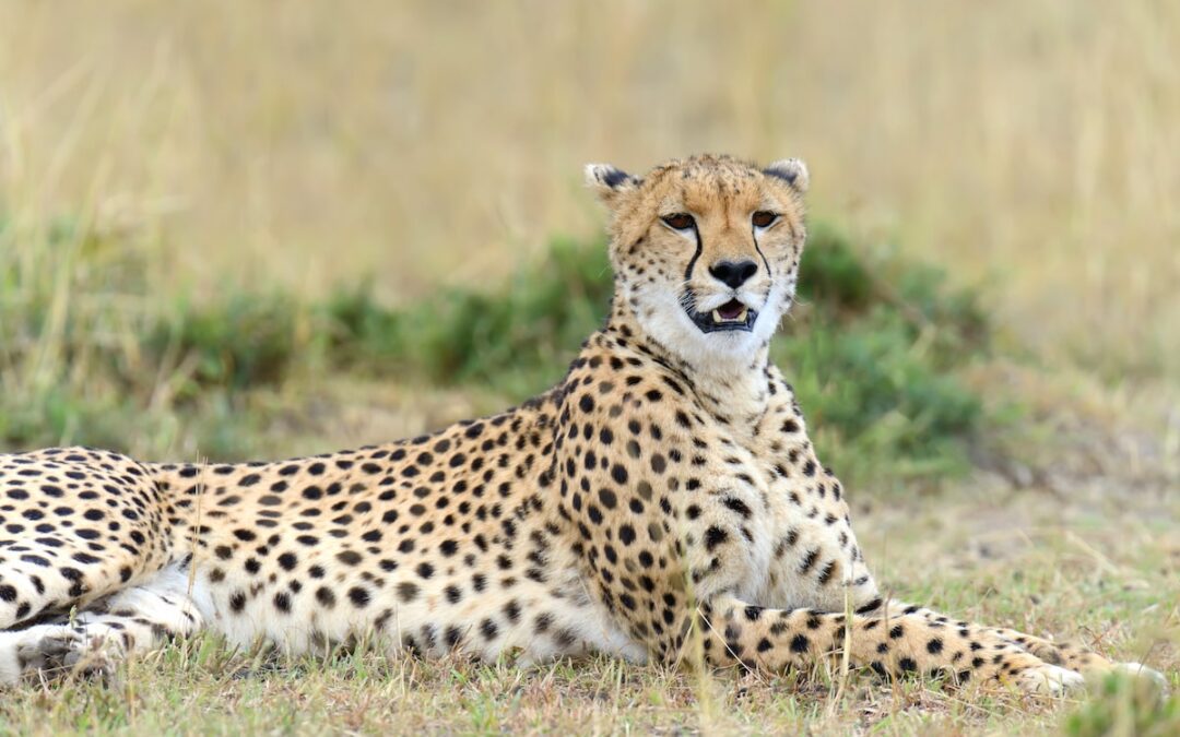 Insights into Kenya’s Endangered Cheetahs, From Mary Wykstra, founder of Action for Cheetahs