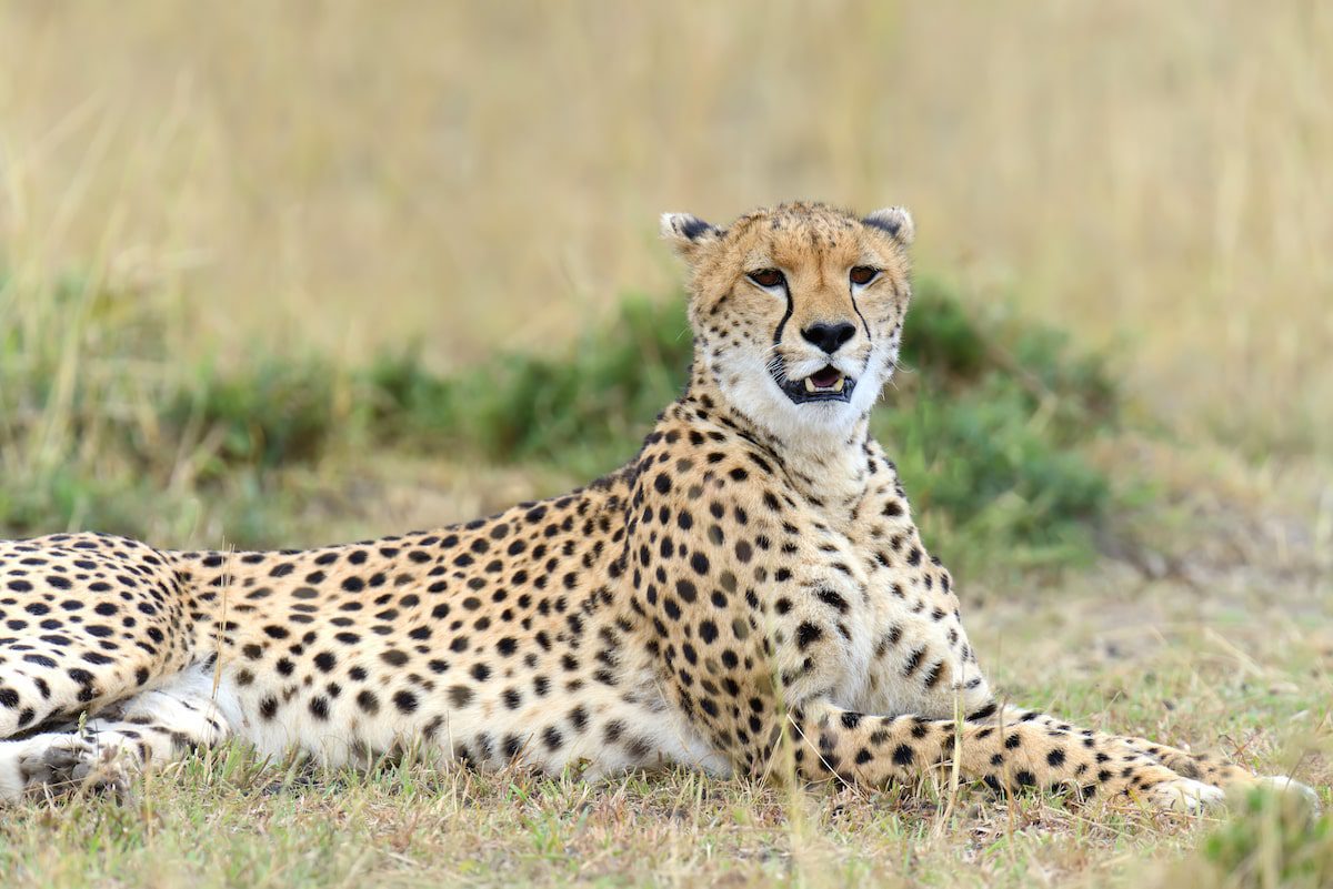 A wild cheetah in Kenya, Africa