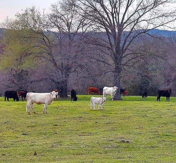 Countryside in the Ozarks