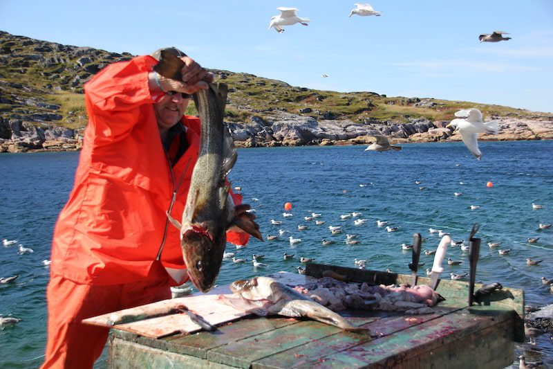 A man gutting cod on Caribou Island in Labrador, Canada