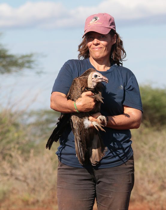 Darcy Ogada about to release a Hooded Vulture that has just been tagged Photo M. Odino reduced