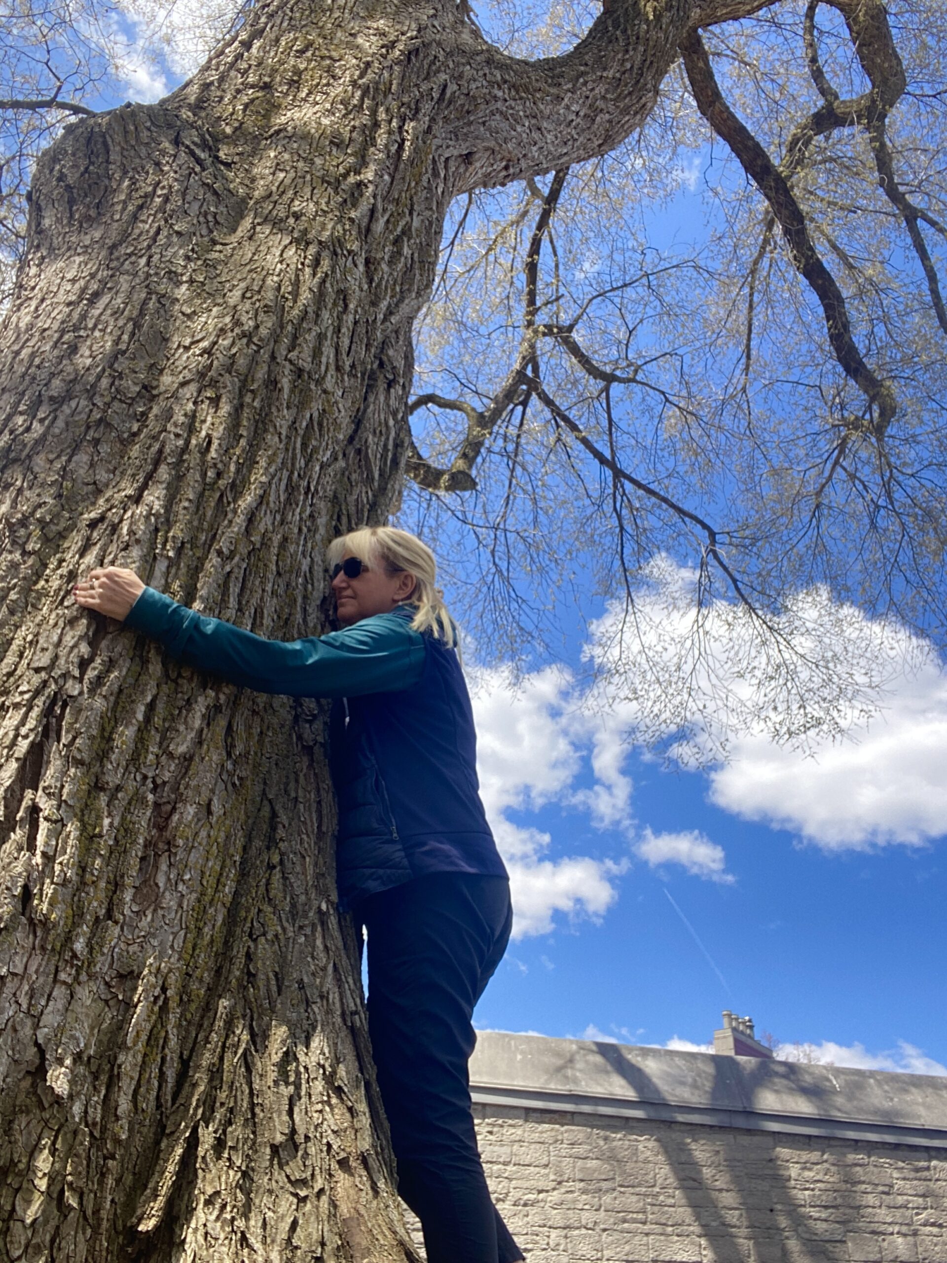 transformational travel quebec city tree 