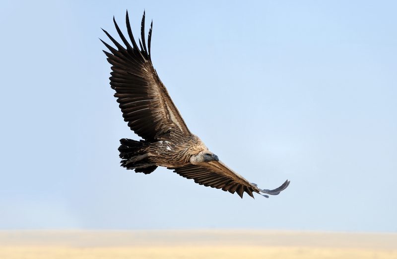 Vulture flying. Masai Mara National Park, Kenya