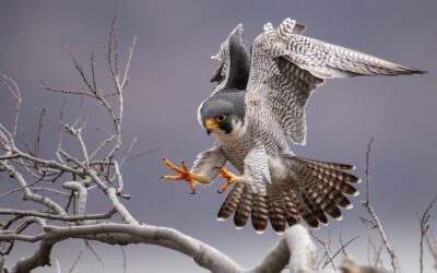 The Raptor Woman: Dr. Darcy Ogada is Saving Kenya’s Iconic Birds of Prey