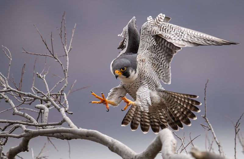 A Peregrine Falcon goes to land on a branch
