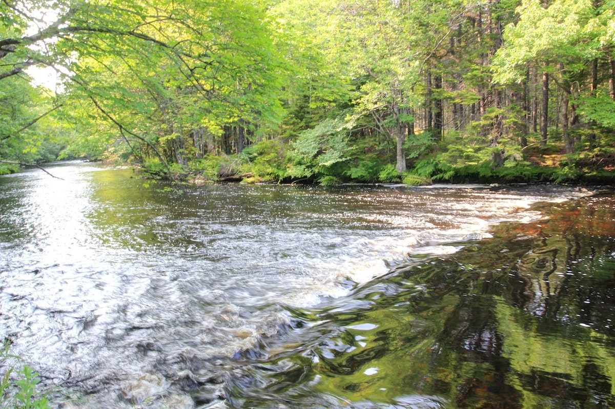 Serene river surrounded by trees in Nova Scotia