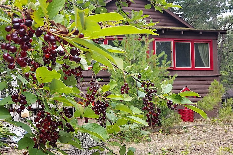 Rustic cottage in Spooner Wisconsin