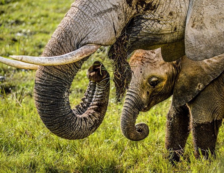 Mother elephant feeding herself next to her baby