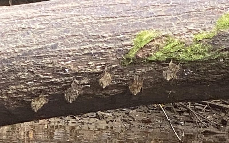 Bats on a log in the Amazon