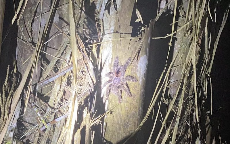 Amazon Tarantula