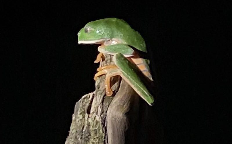 A green Amazon tree frog at night