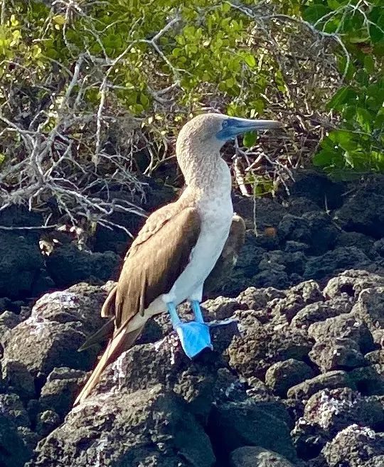 Blue-footed Boobie Galapagos Ecuador