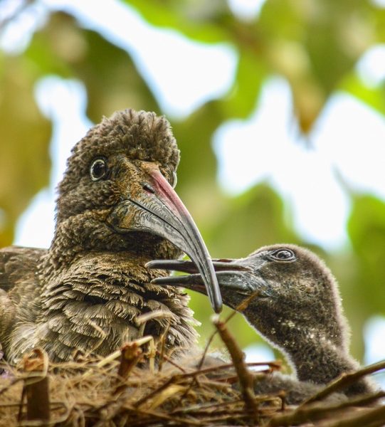 Bonding Hadada Ibis Africa