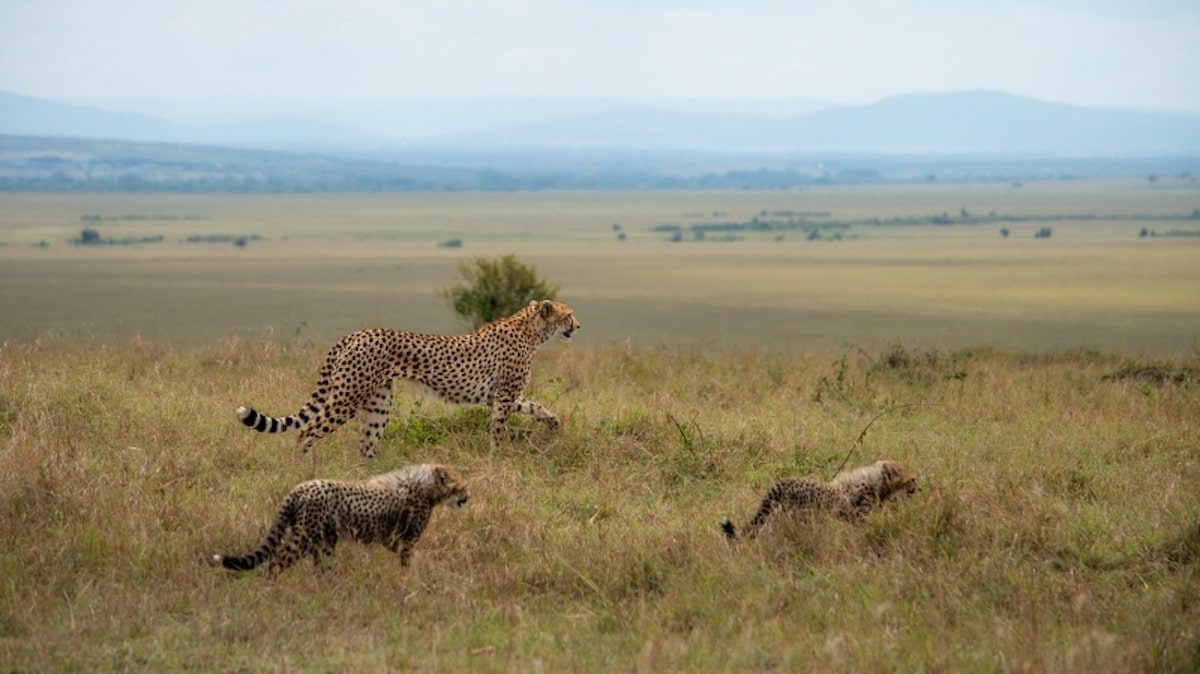 Mother cheetah and her two cubs on Maasai Mara National Reserve