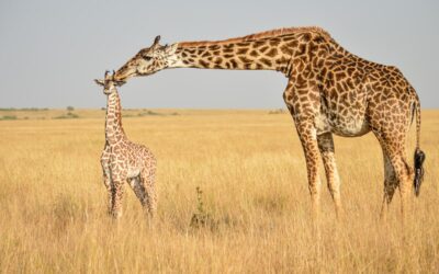 Kenyan Photographer Martha Mutiso Captures Mothers in the Wild