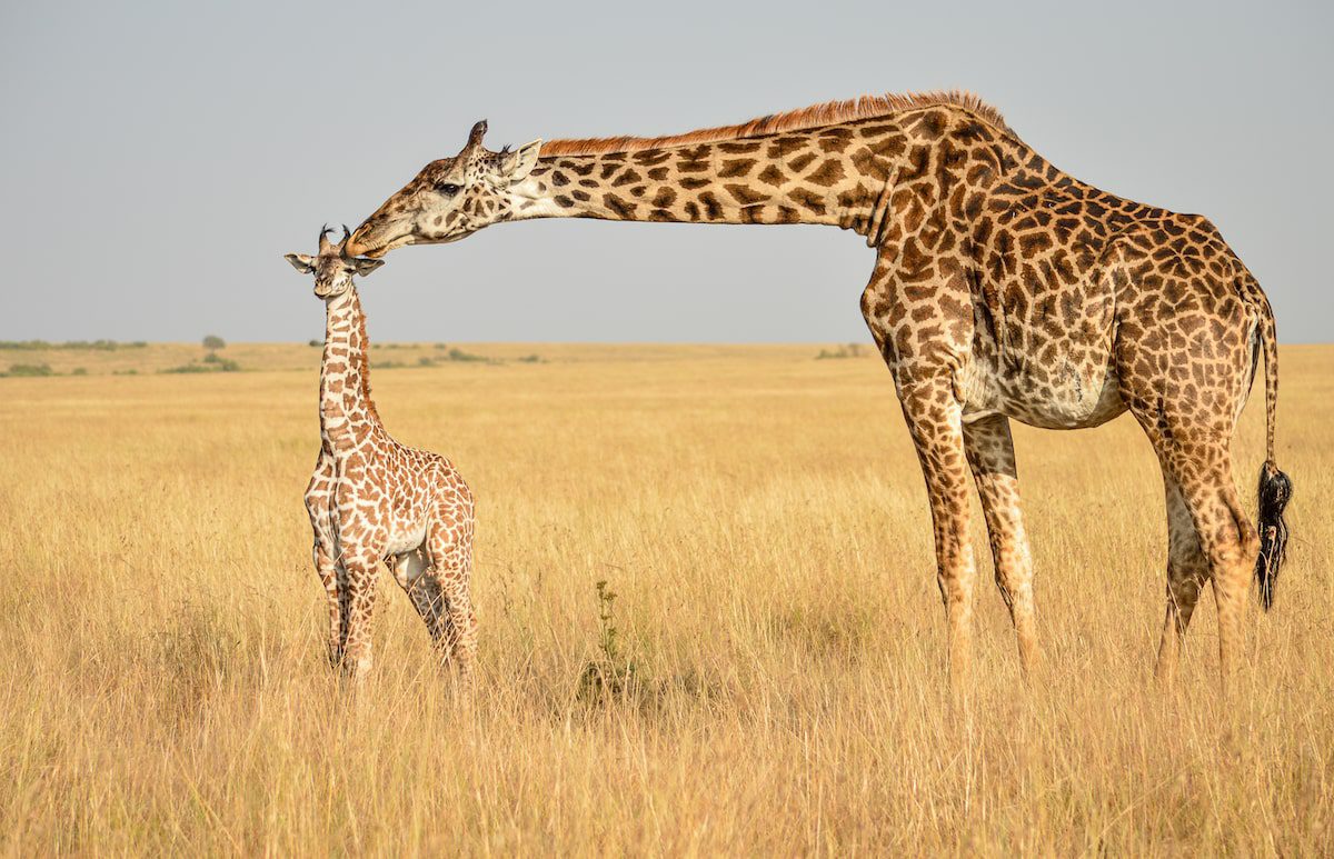 A mother giraffe showing affection to her young baby, photo by Martha Mutiso