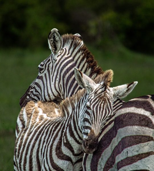Mother and baby zebra showing affection