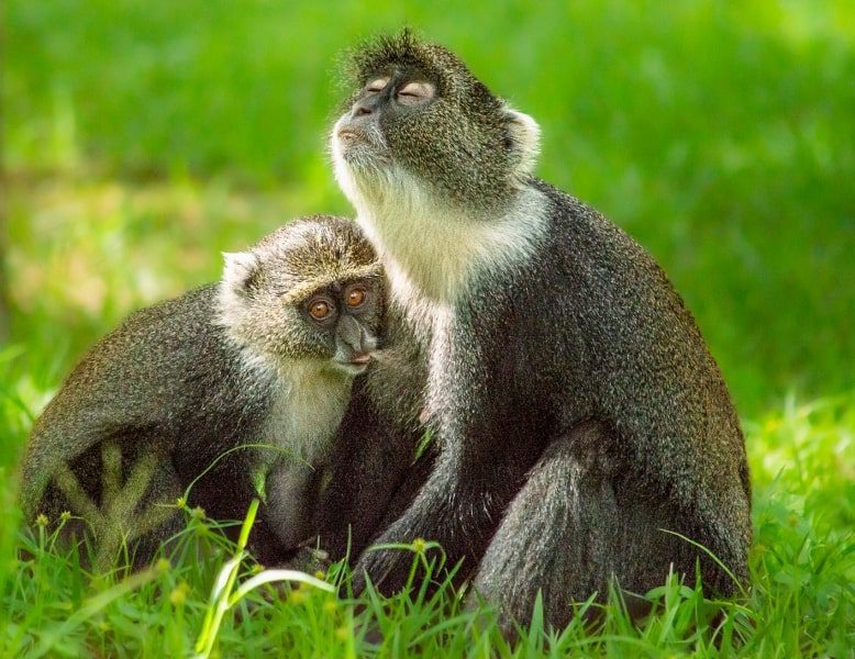 Baby Blue Monkey suckling on her mother