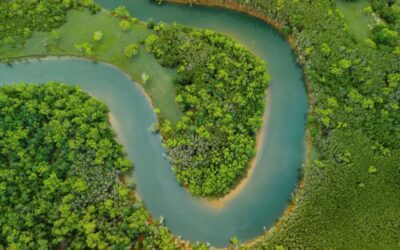 The aerial view of the river surrounded by dense green vegetation. Amazon River, Ecuador, South America.