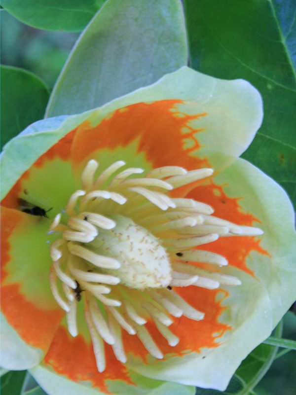 Orange and white flower from a tulip tree