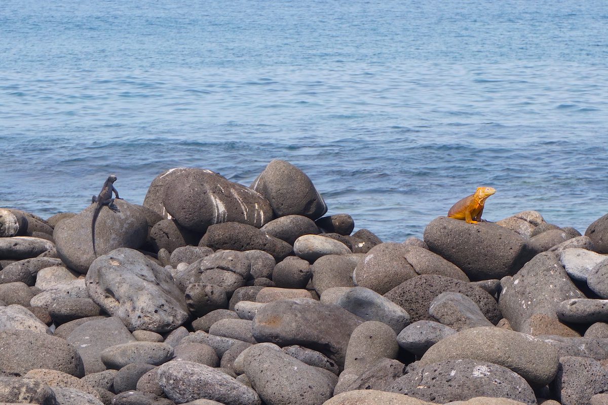 Iguanas basking on the rocks of the Galapagos Islands