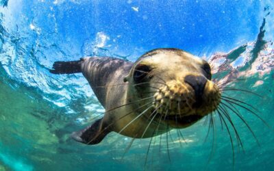 The Galapagos Islands: Protecting Ecuador’s “Living Laboratory of Evolution”