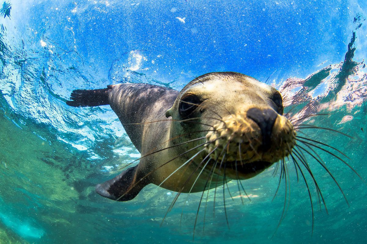 A young fur seal swims around the Galapagos Islands