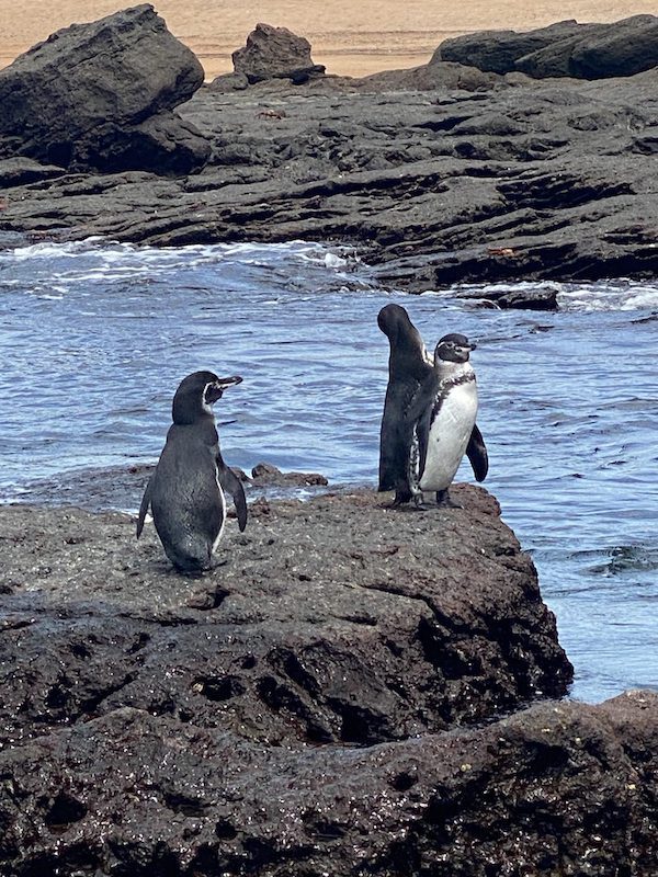 Penguins in the Galapagos