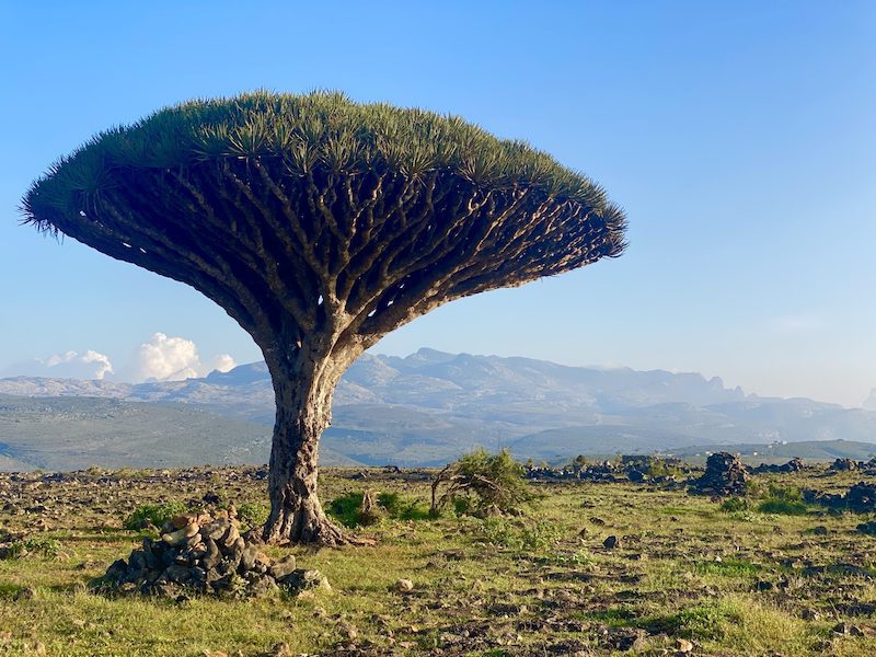 Dragons Blood Tree Socotra, Yemen