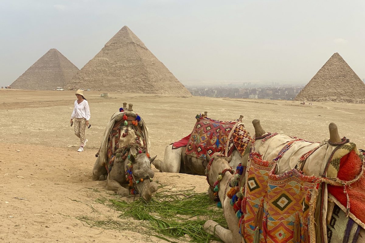 Camels rest in front of the Pyramids in Giza, Egypt