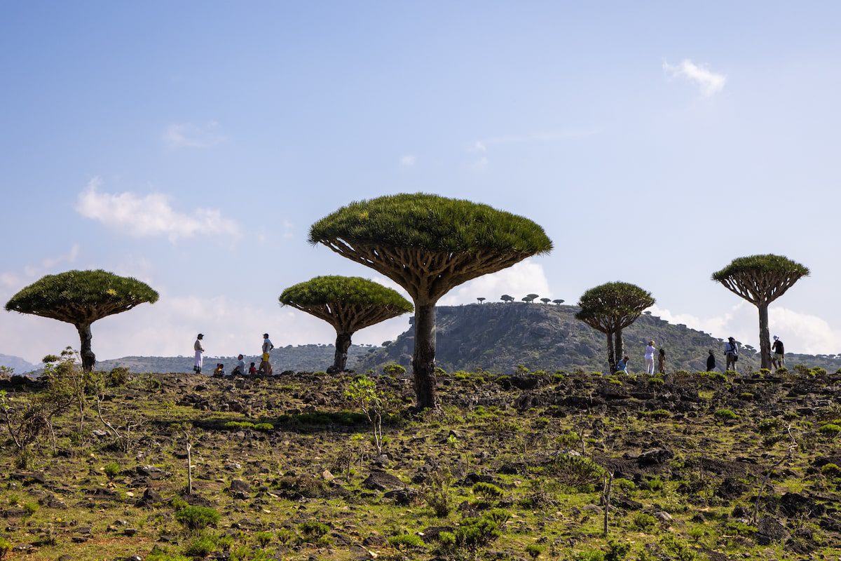 Grove of Dragons Blood Trees seen in Socotra, Yemen, from a Swan Hellenic expedition cruise