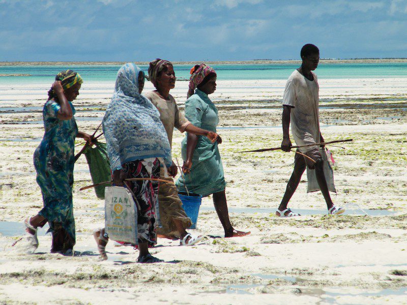 Seaweed ladies harvesting seaweed in Zanzibar, Tanzania