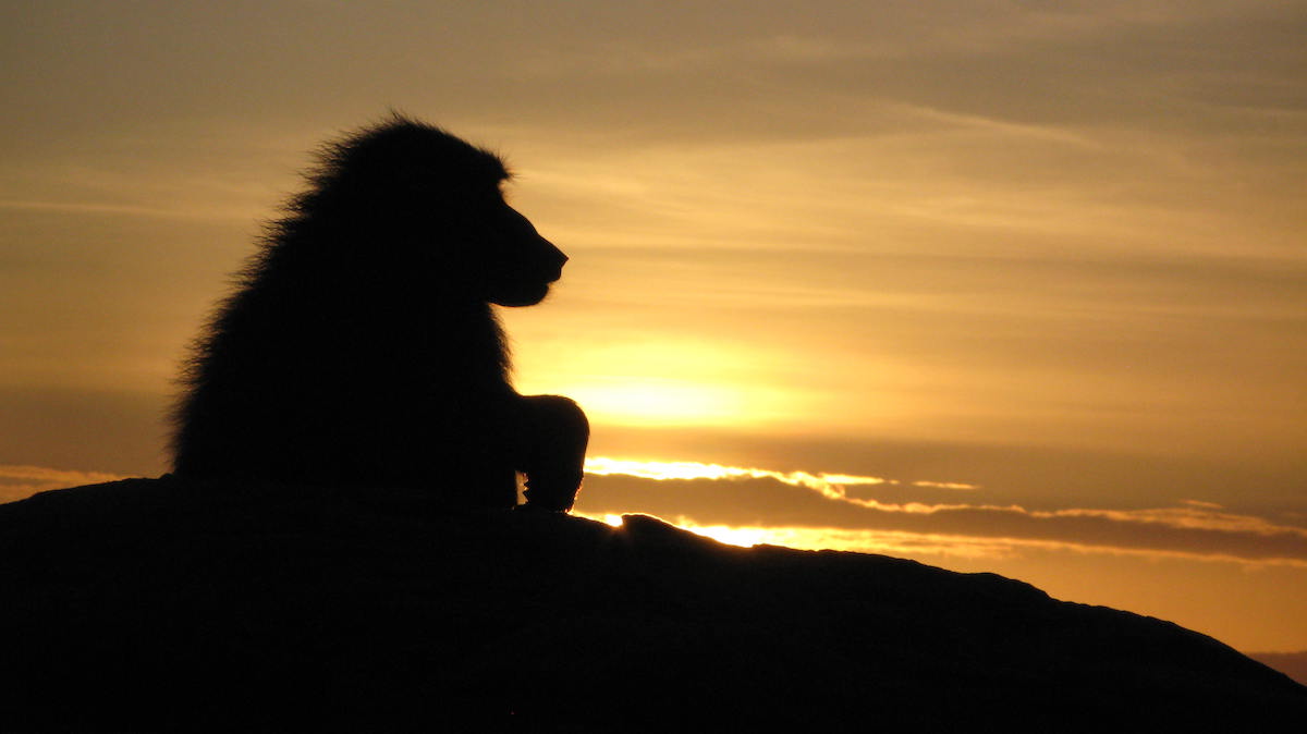 Baboons in Kenya at sunrise