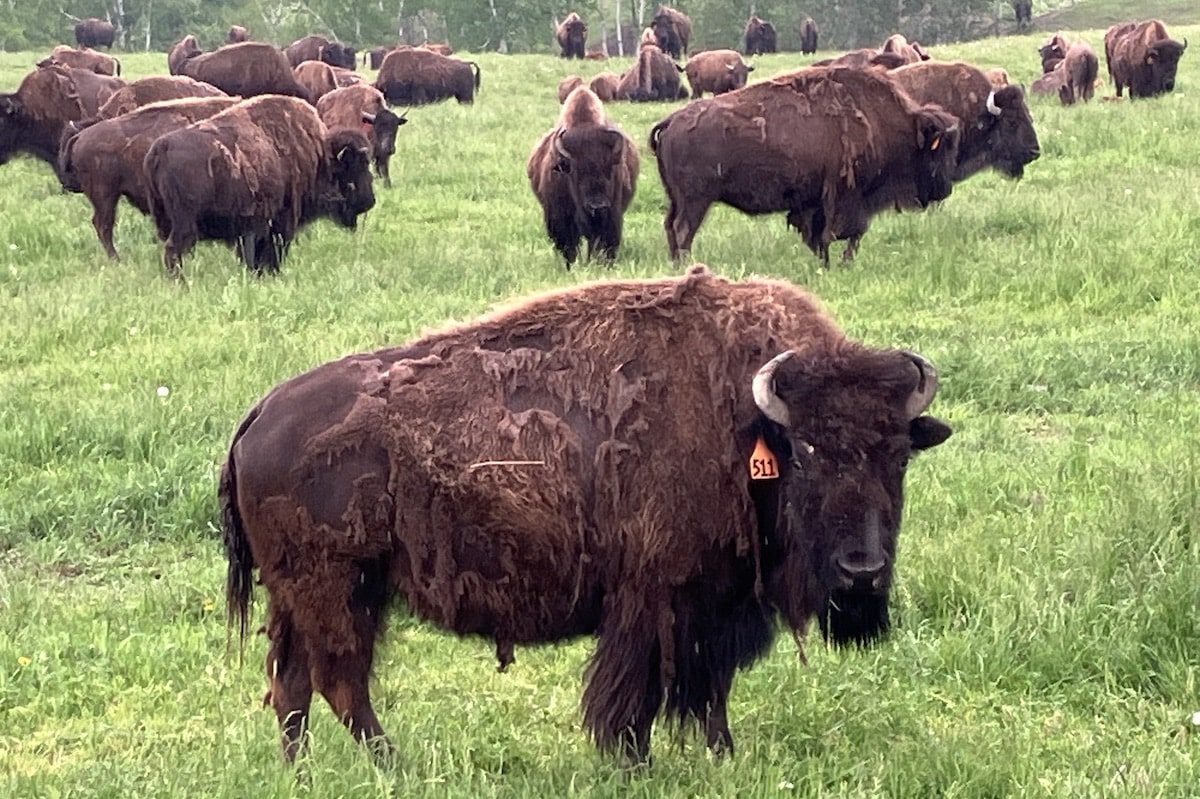 Going eye to eye with a bison at Bison du Nord